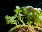 caulera racemosa